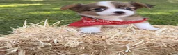 Chihuahua dogs for sale: Chihuahua 1 - Ad 10