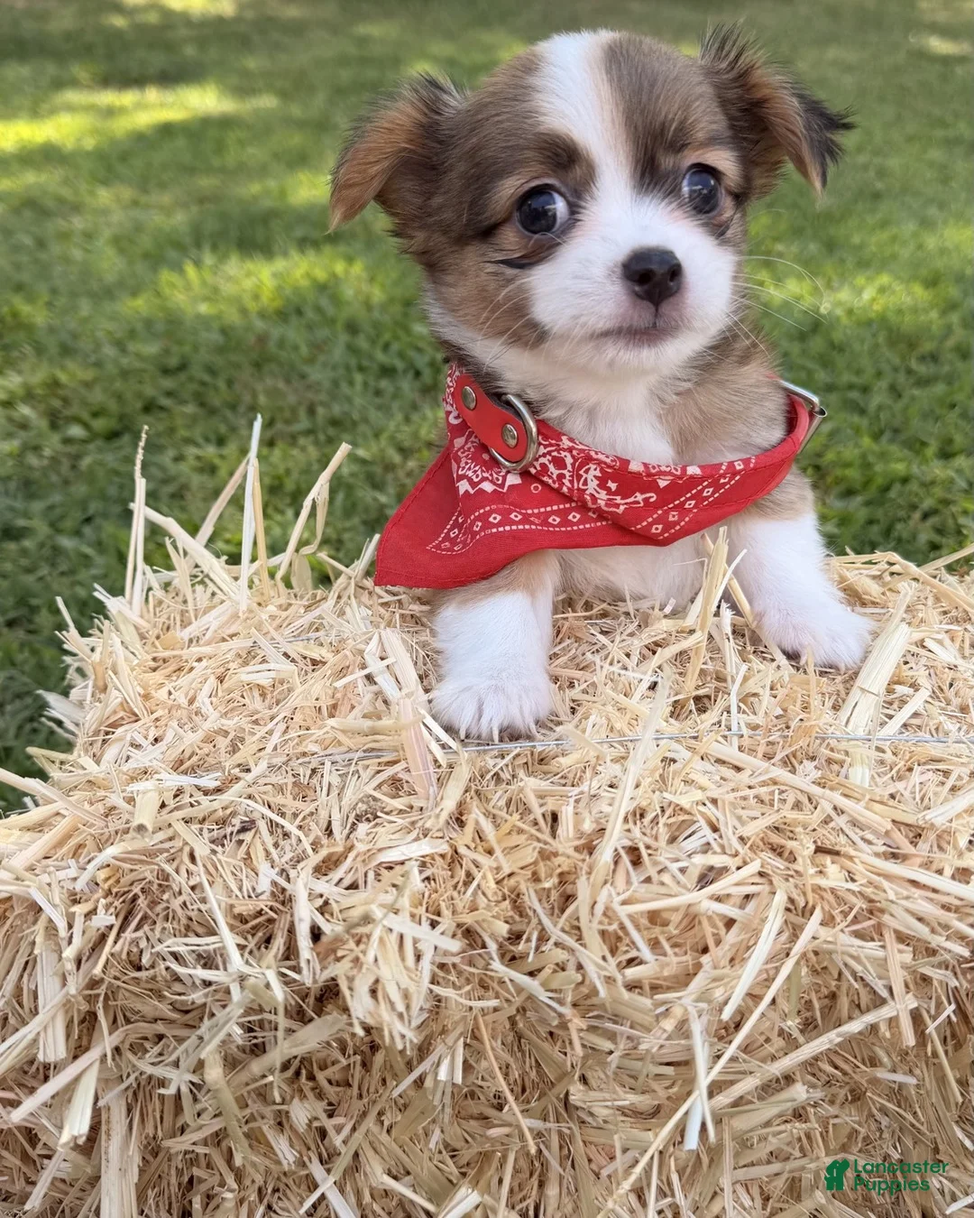 Chihuahua dogs for sale: Chihuahua 1 - Ad 10