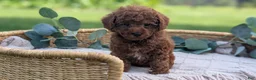 Toy Poodle dogs for sale: Cash - Ad 9