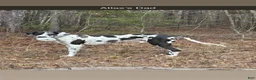 Great Dane dogs for sale: Black (dottie girl) - Ad 5