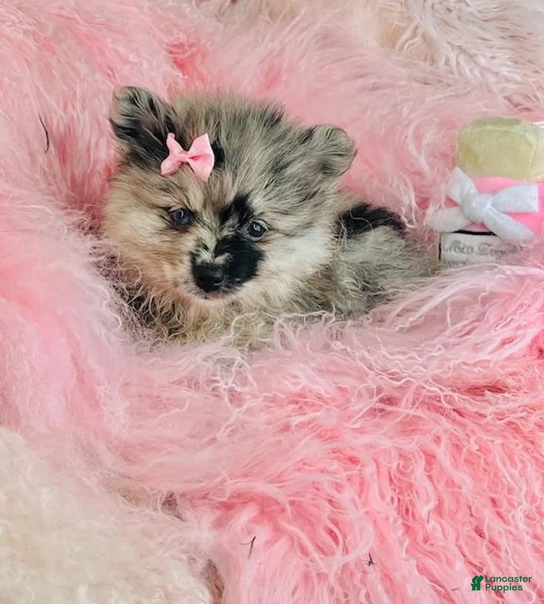 Pomeranian dogs for sale: Pomeranian Puppy 1 - Ad 6