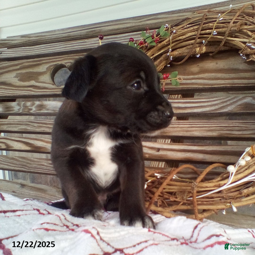 Mixed Breed dogs for sale: Chester - Ad 3