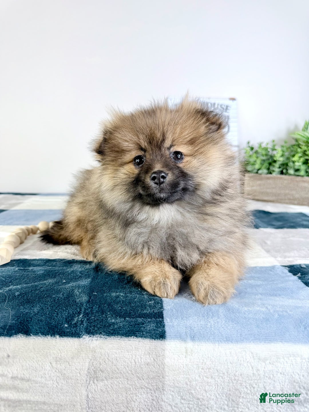 Pomeranian dogs for sale: Princeton  - Ad 3