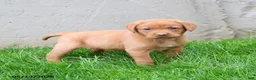 Labrador Retriever dogs for sale: Elsie - Ad 5