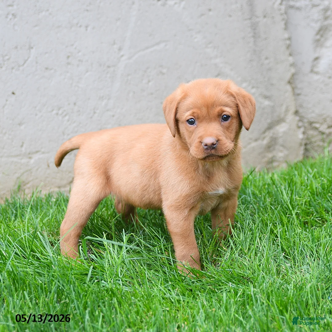 Labrador Retriever dogs for sale: Elsie - Ad 5