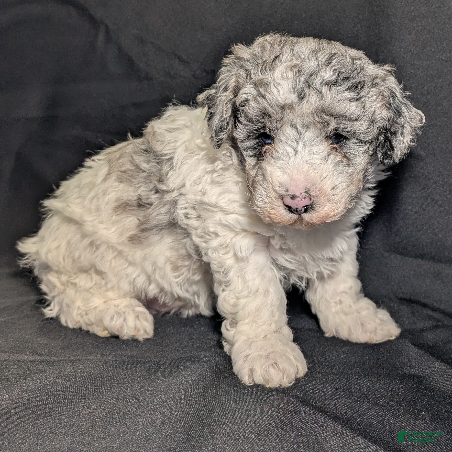 Mixed Breed dogs Lonnie  - Ad 8