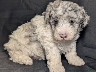 Mixed Breed dogs Lonnie - Ad 8