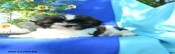 Shih Tzu dogs for sale: Conrad - Ad 4