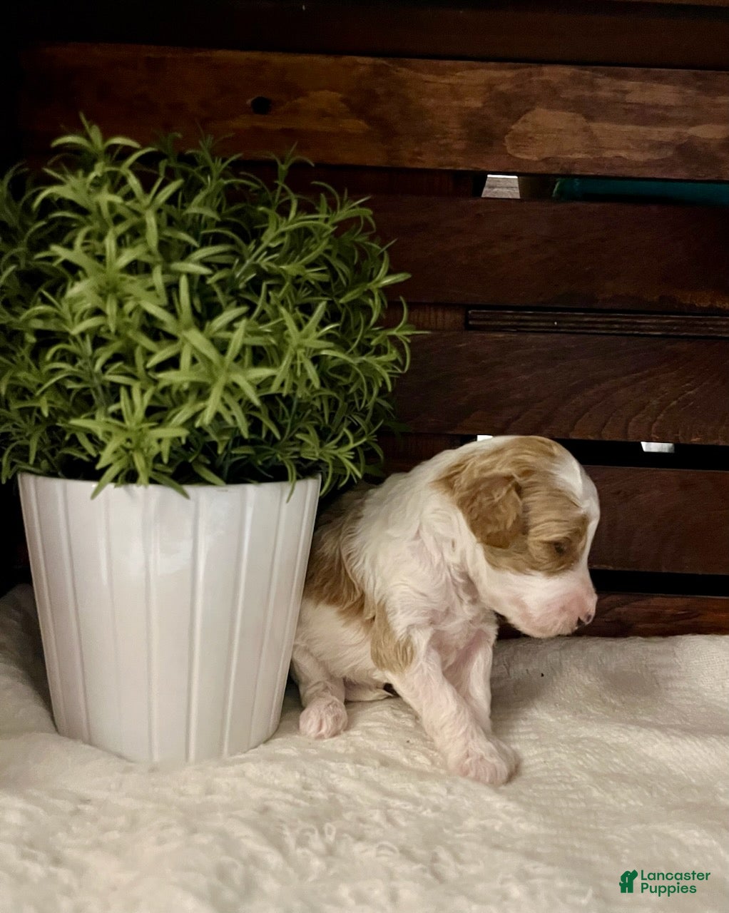 Miniature Poodle dogs Hazel - Ad 1