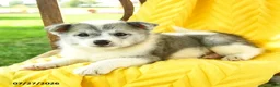 Pomsky dogs for sale: Ryan - Ad 5