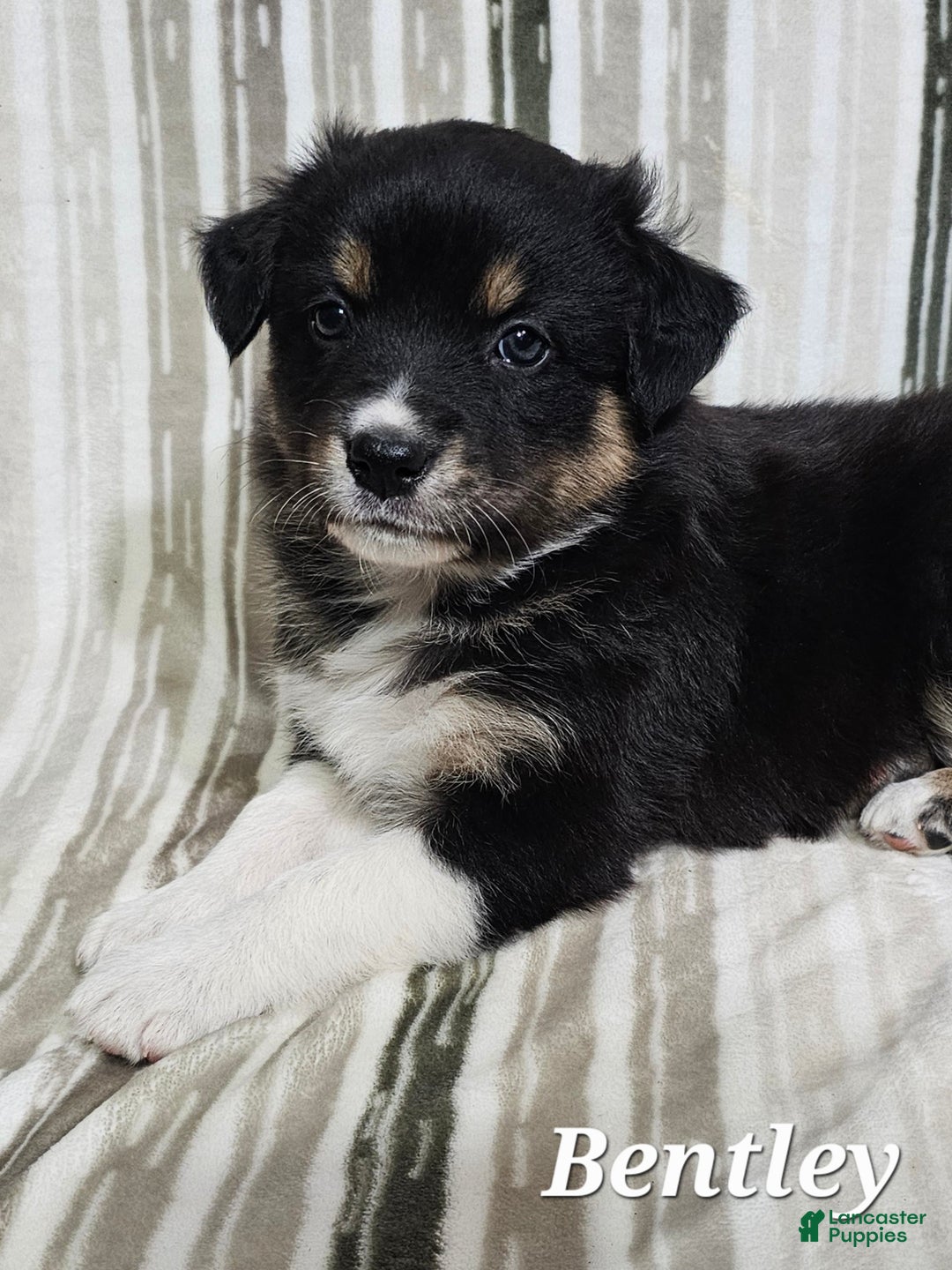 Australian Shepherd dogs for sale: BENTLEY  - Ad 4
