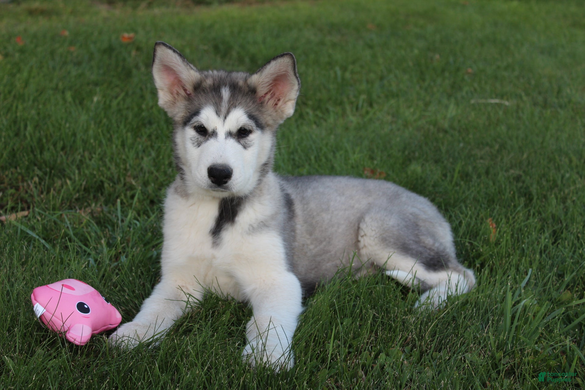 Alaskan Malamute dogs Bailey - Ad 1