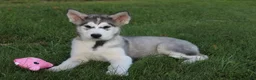 Alaskan Malamute dogs for sale: Bailey - Ad 1