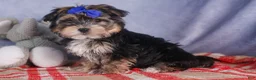 Morkie dogs for sale: Newton - Ad 21