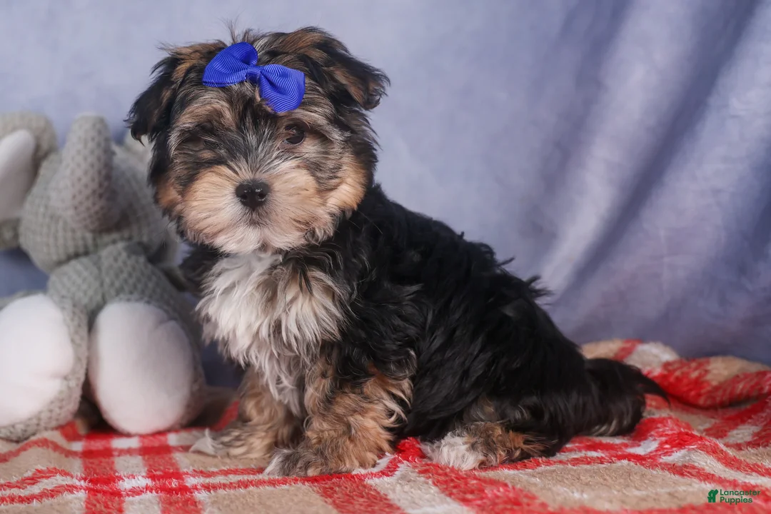 Morkie dogs for sale: Newton - Ad 21