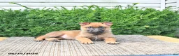 Mixed Breed dogs for sale: Anka - Ad 4