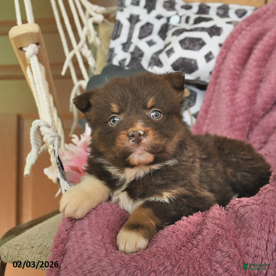 Australian Shepherd dogs Melody  - Ad 3