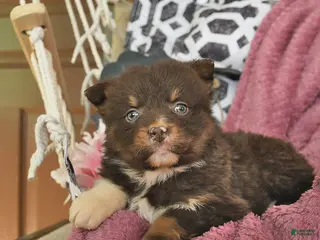 Australian Shepherd dogs Melody - Ad 3