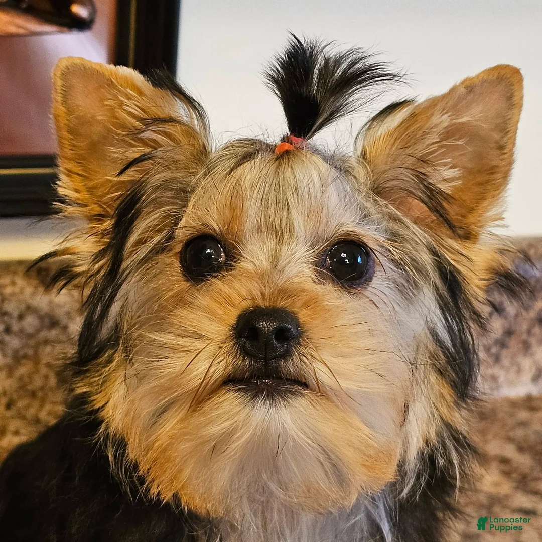 Yorkshire Terrier dogs for sale: Yorkshire Terrier 1 - Ad 6