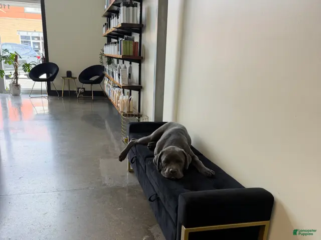 Cane Corso dogs for sale: Garth - Ad 1