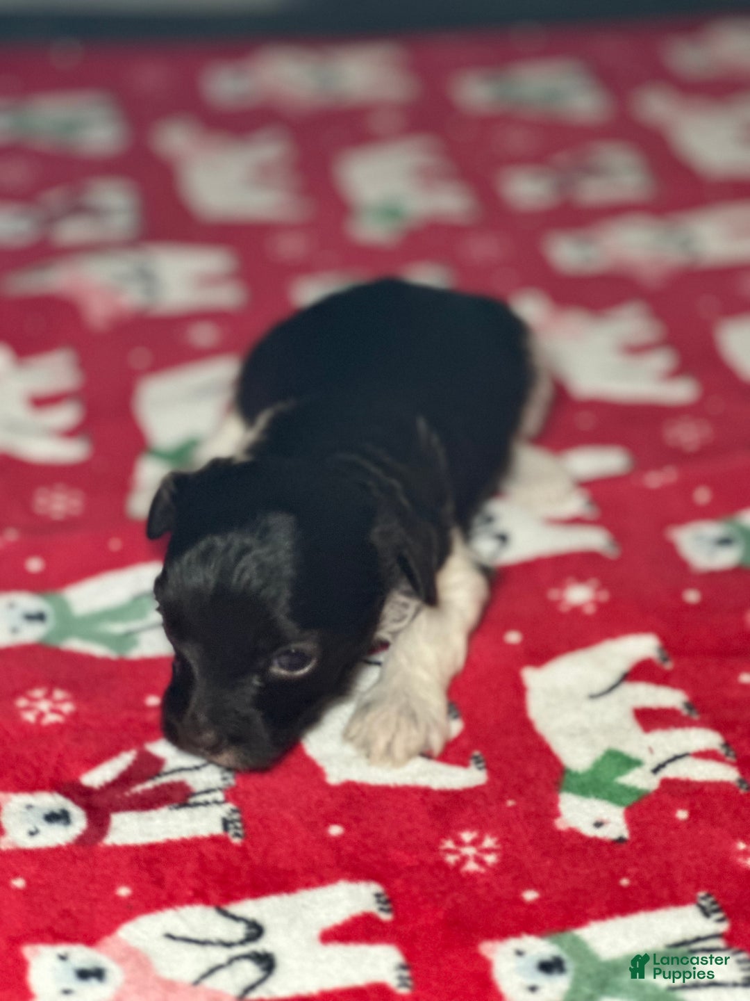 Yorkiepoo dogs for sale: Teddy - Ad 3