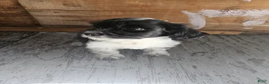 Havanese 4