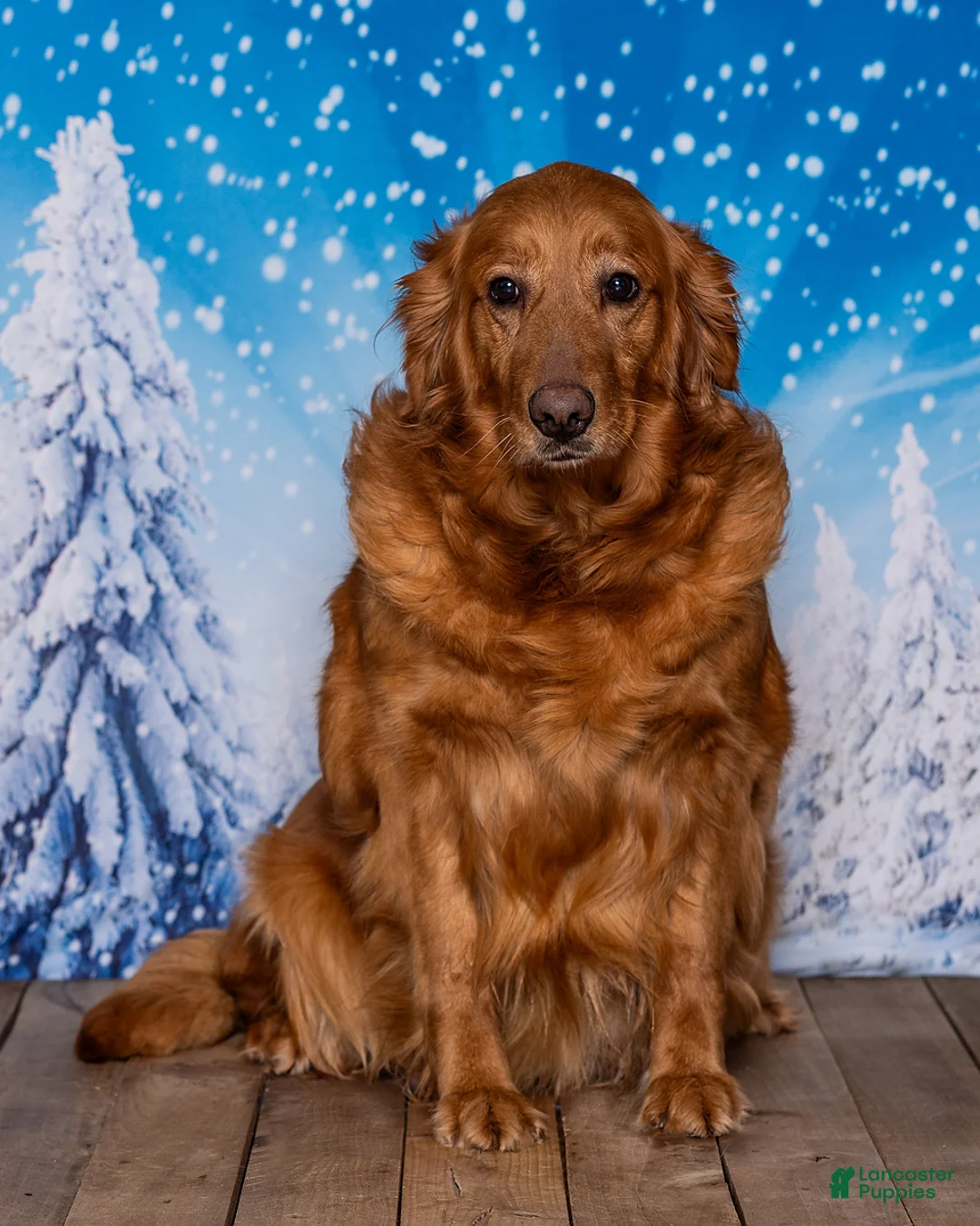Golden Retriever dogs for sale: Tyler - Ad 4