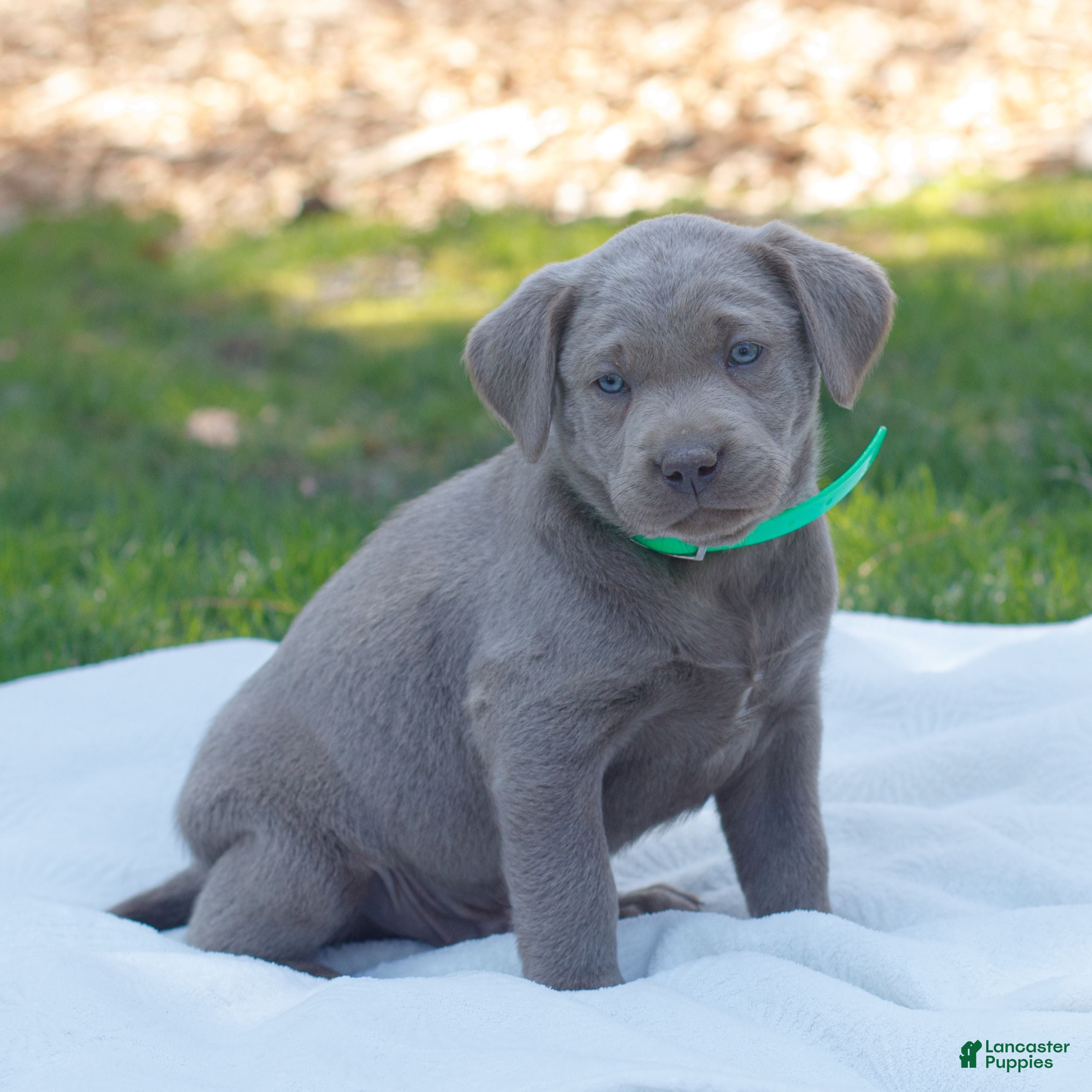 Labrador Retriever dogs Rowan  - Ad 2