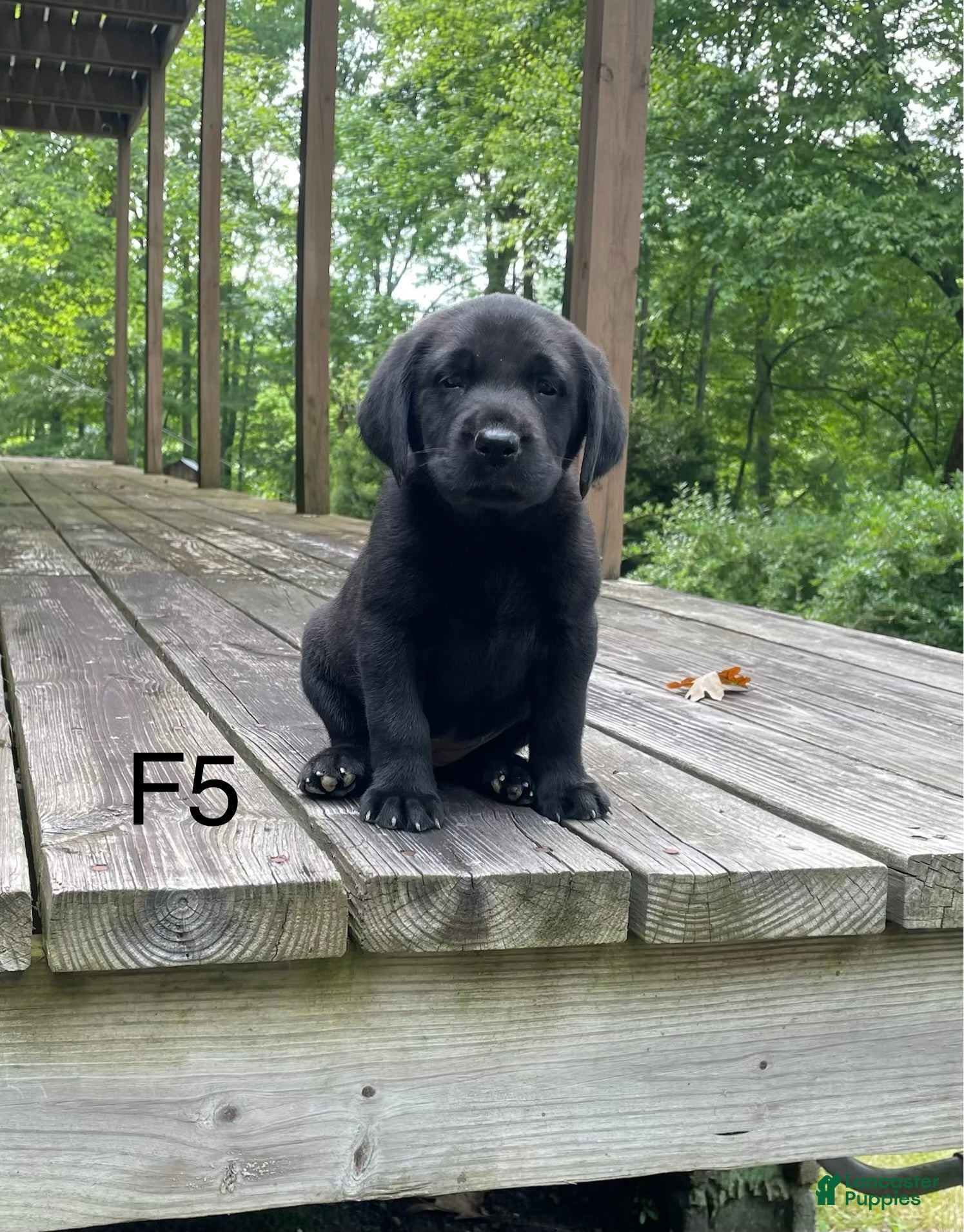 Labrador Retriever dogs Labrador Retriever 5 - Ad 30