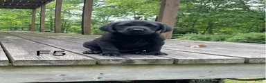 Labrador Retriever 5