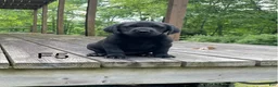 Labrador Retriever dogs for sale: Labrador Retriever 5 - Ad 1