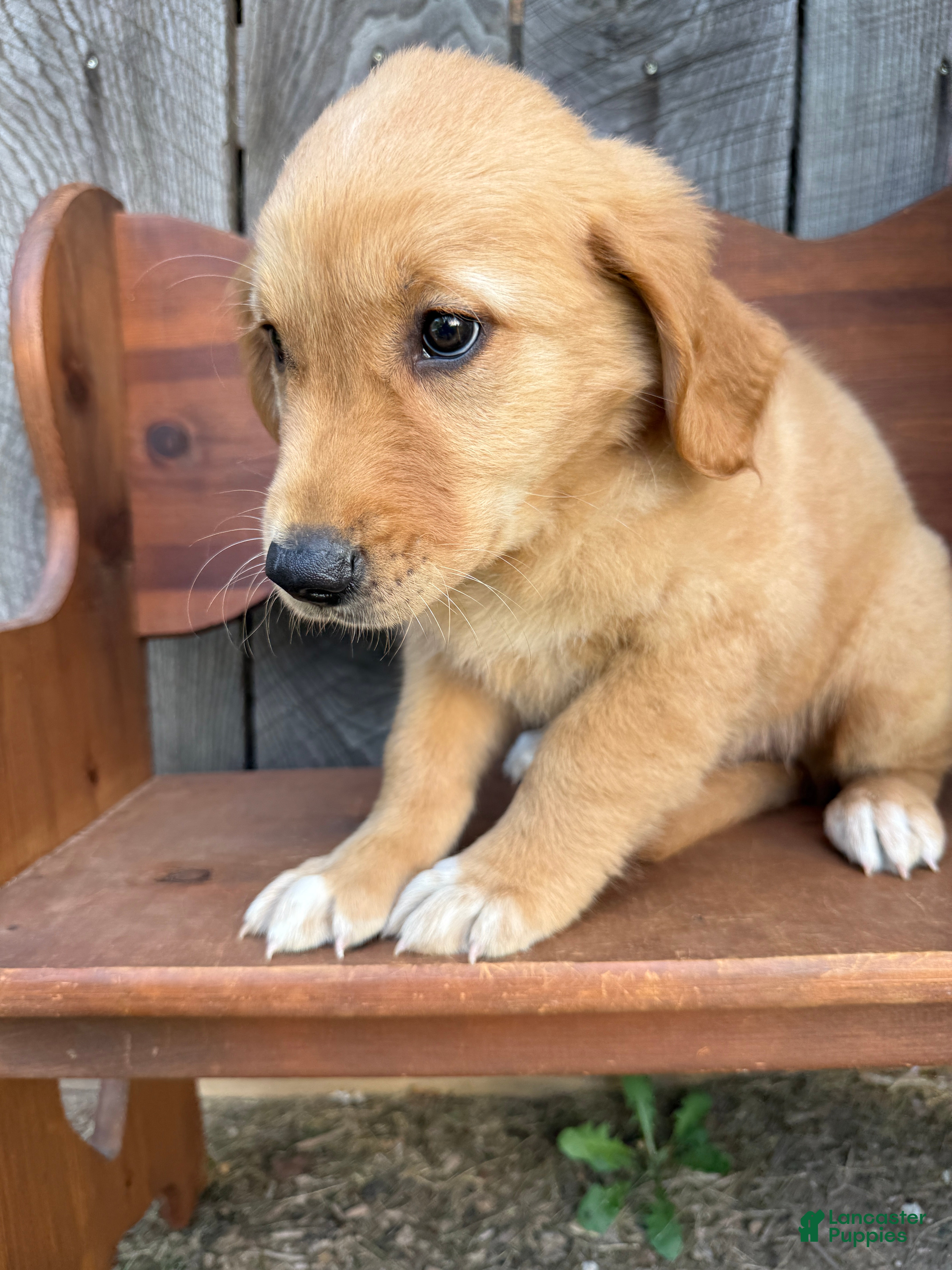Golden Retriever dogs Bo  - Ad 1
