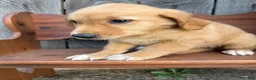 Golden Retriever dogs for sale: Bo  - Ad 1