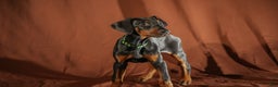Doberman Pinscher dogs for sale: Green - Ad 3