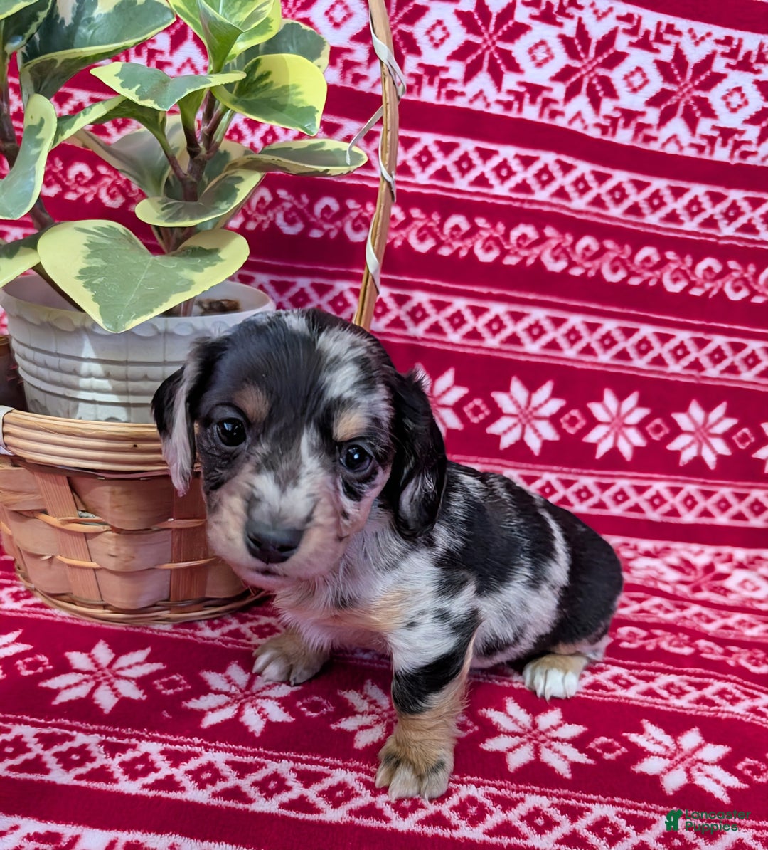 Miniature Dachshund dogs for sale: Amber  - Ad 5