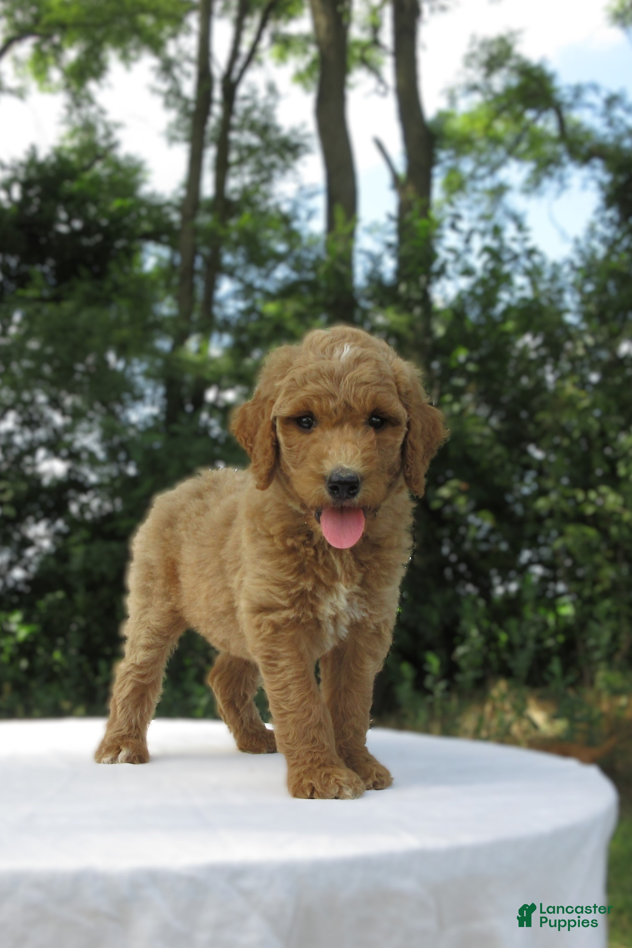Goldendoodle dogs Sandy - Ad 1