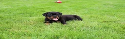 Rottweiler dogs for sale: Bear - Ad 7