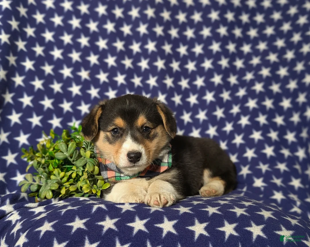 Welsh Corgi Pembroke dogs for sale: Gaspar - Ad 6