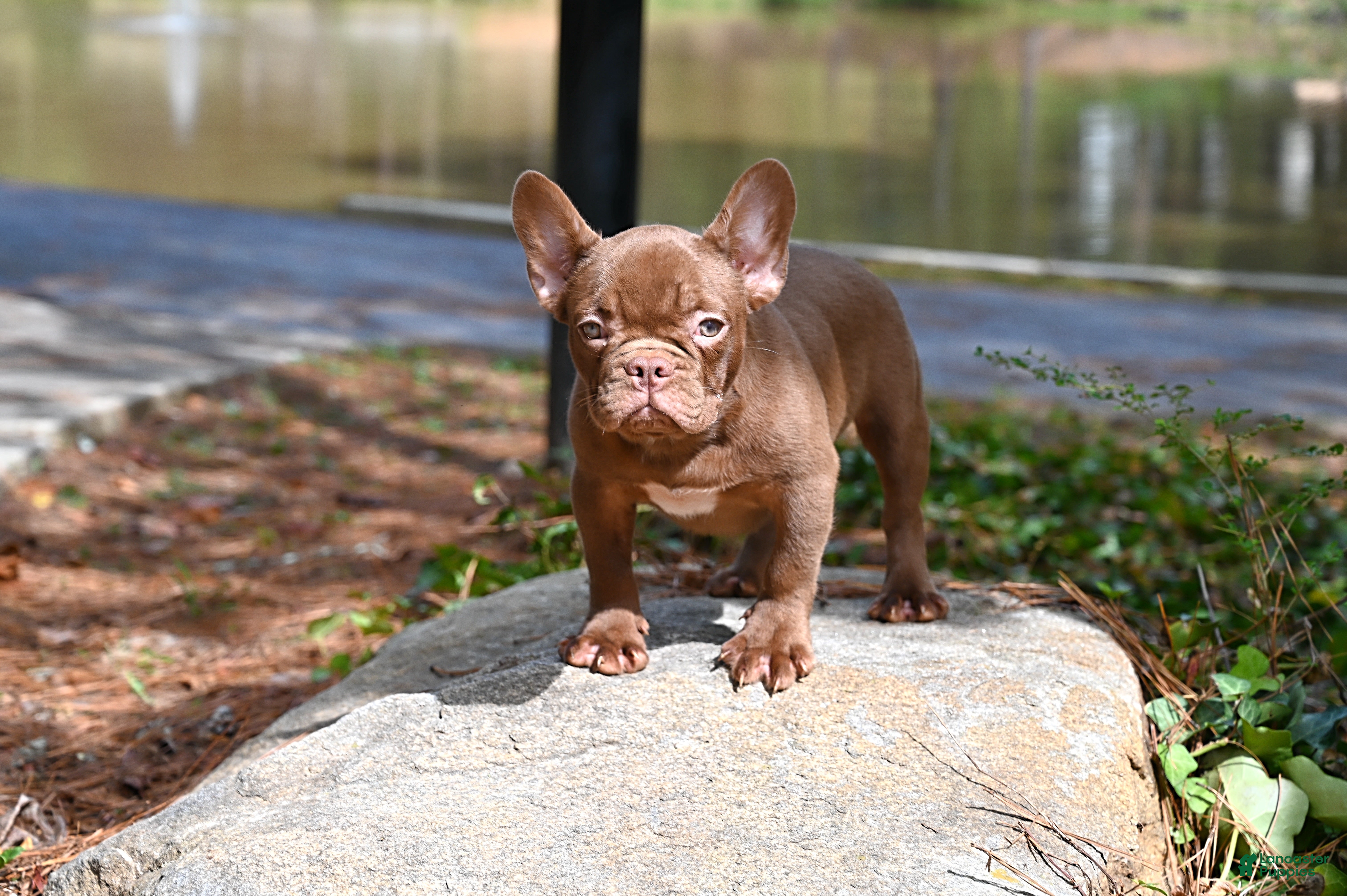 French Bulldog dogs Golden kid - Ad 1