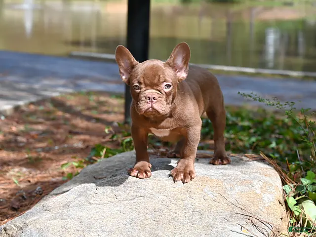 French Bulldog dogs Golden kid - Ad 1