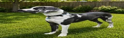 Great Dane dogs for sale: Platinum  - Ad 5