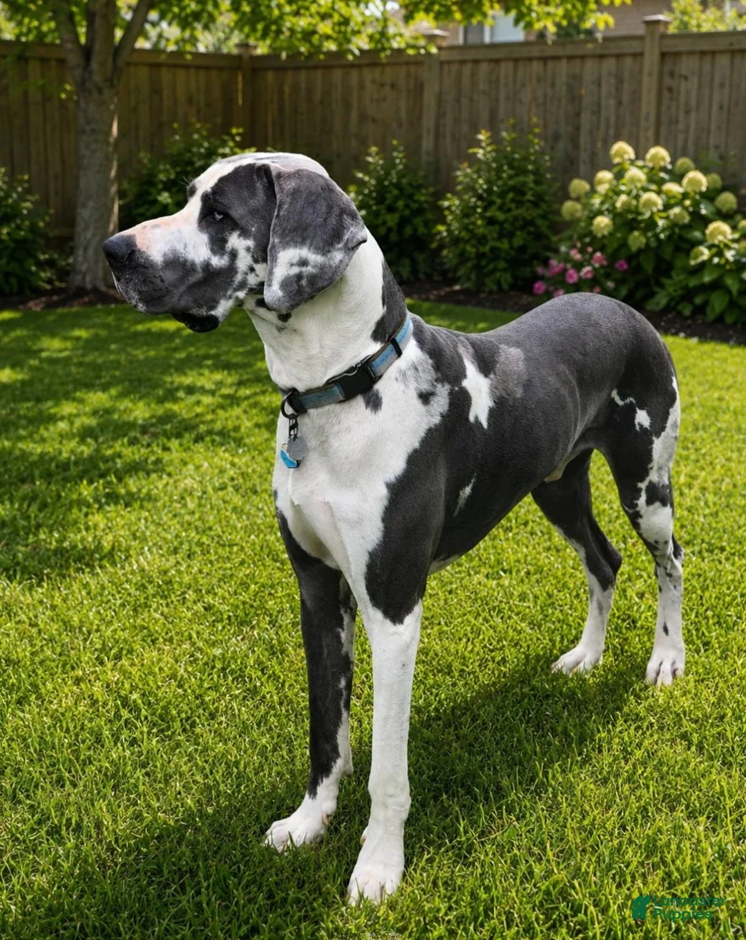 Great Dane dogs for sale: Platinum  - Ad 5