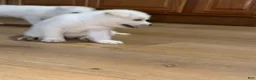 Alaskan Husky dogs for sale: Nina - Ad 5