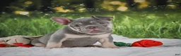French Bulldog dogs for sale: Luke - Ad 9