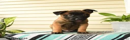 Belgian Malinois dogs for sale: Baraka - Ad 5