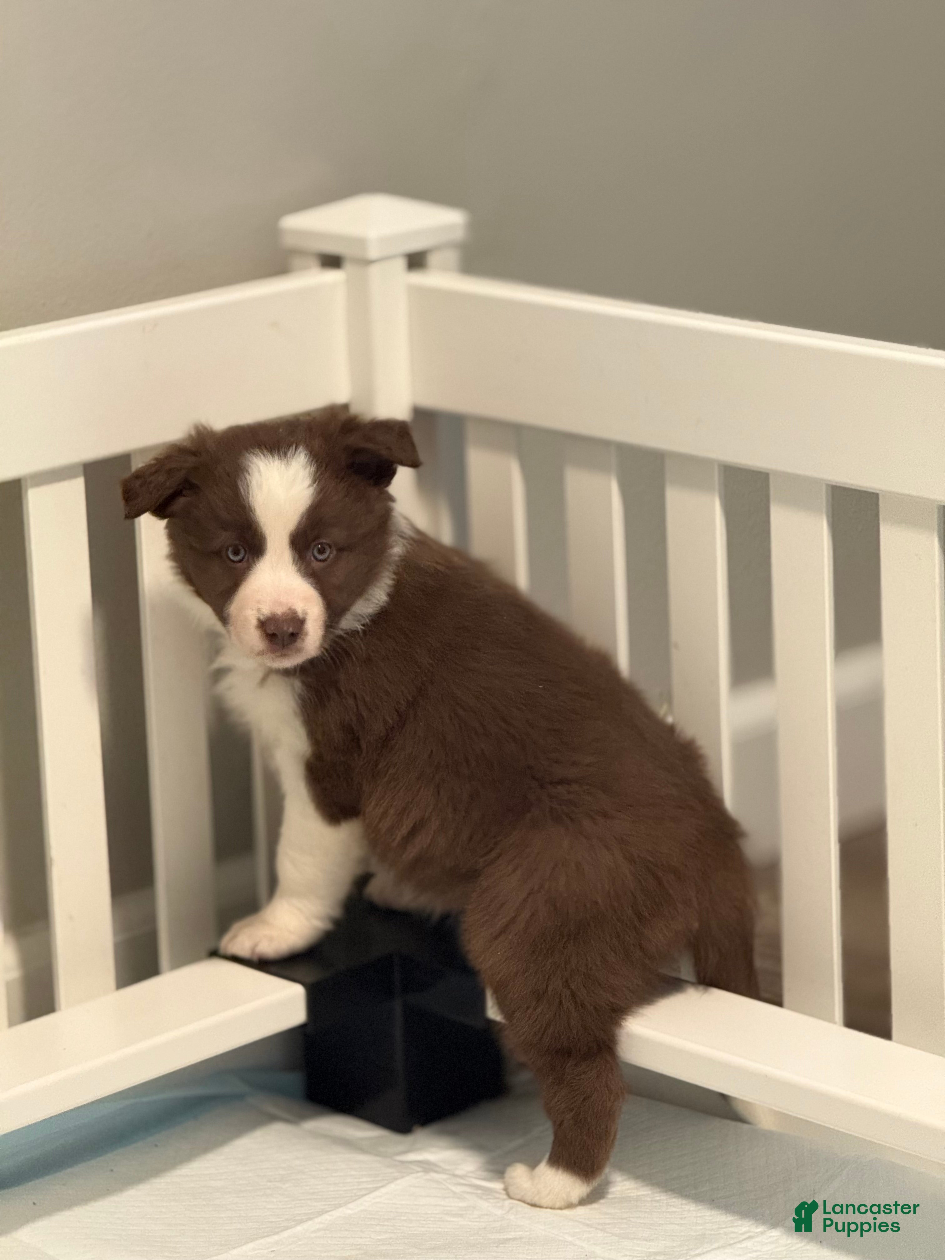 Border Collie dogs Porsche  - Ad 2