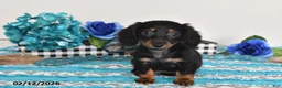 Miniature Dachshund dogs for sale: Felix - Ad 2