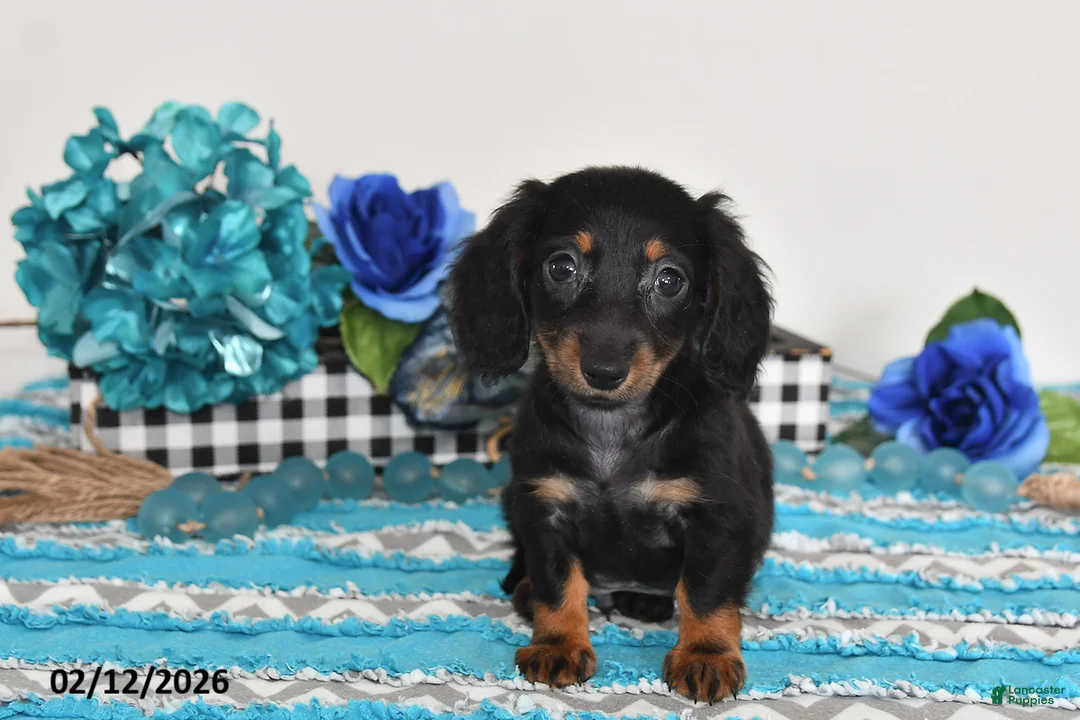 Miniature Dachshund dogs for sale: Felix - Ad 2