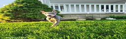 Doberman Pinscher dogs for sale: Gigi - Ad 7