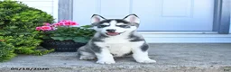 Pomsky dogs for sale: Rocky - Ad 4